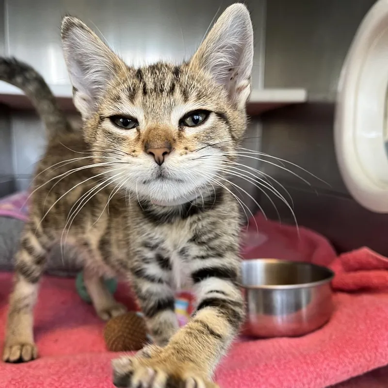 A baby small-sized female Brown / Chocolate Domestic Short Hair cat named Allie Cat for adoption in Long Beach, CA