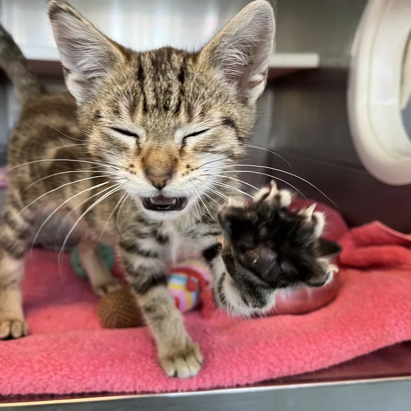 Allie Cat thumbnail 2