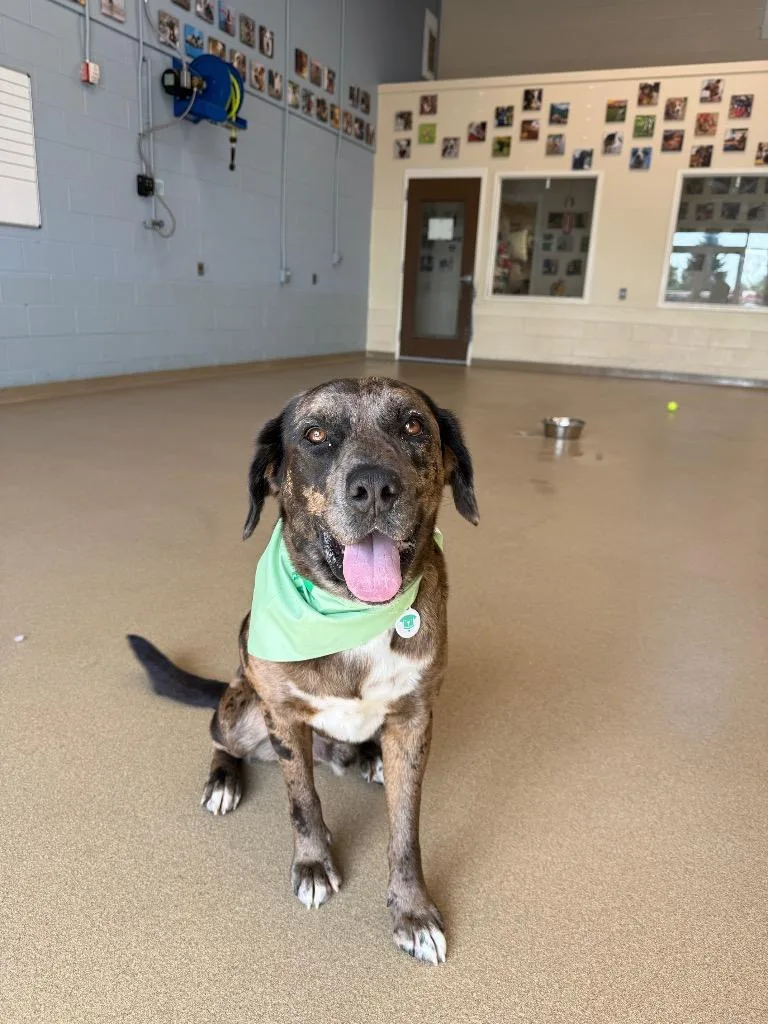 A young large-sized male Catahoula Leopard Dog dog named Vinny for adoption in North Syracuse, NY