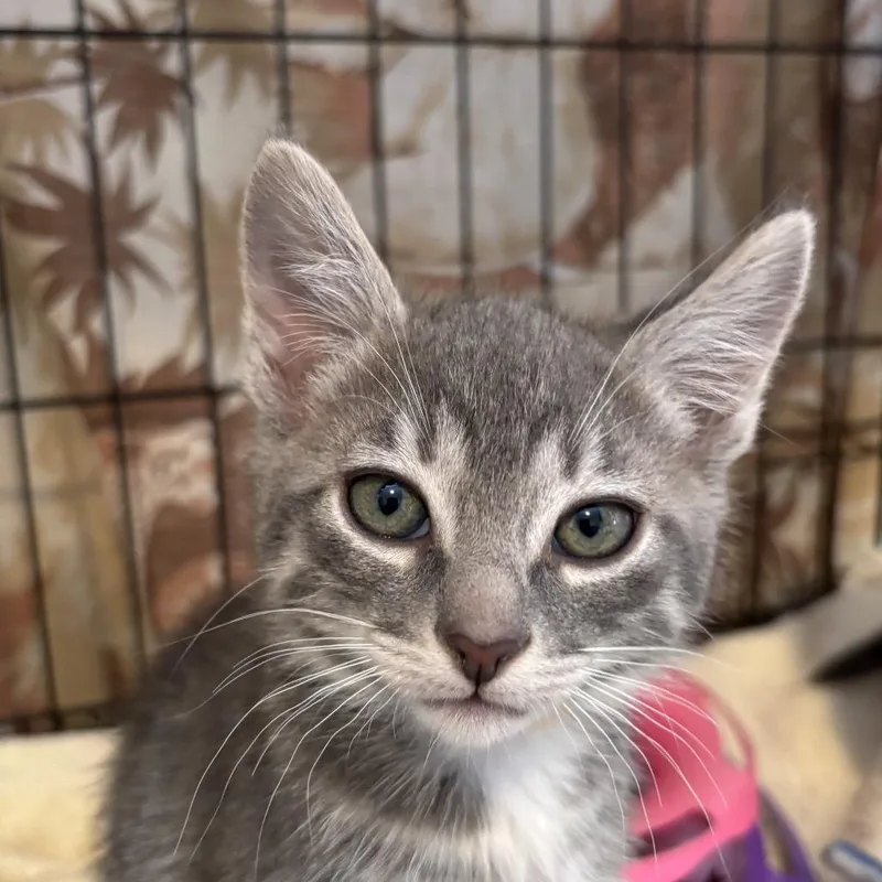A baby small-sized female Gray / Blue / Silver Domestic Short Hair cat named Akira for adoption in Redwood City, CA