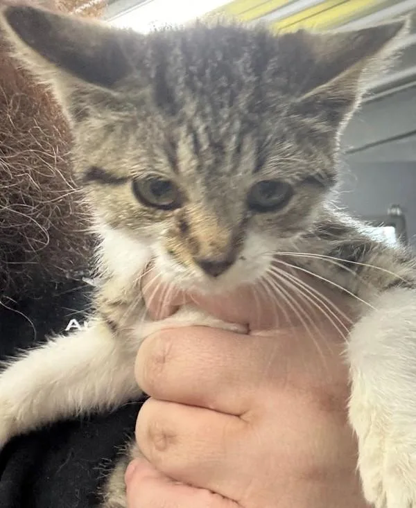 A young small-sized female Domestic Short Hair cat named Riley for adoption in Campbellsville, KY