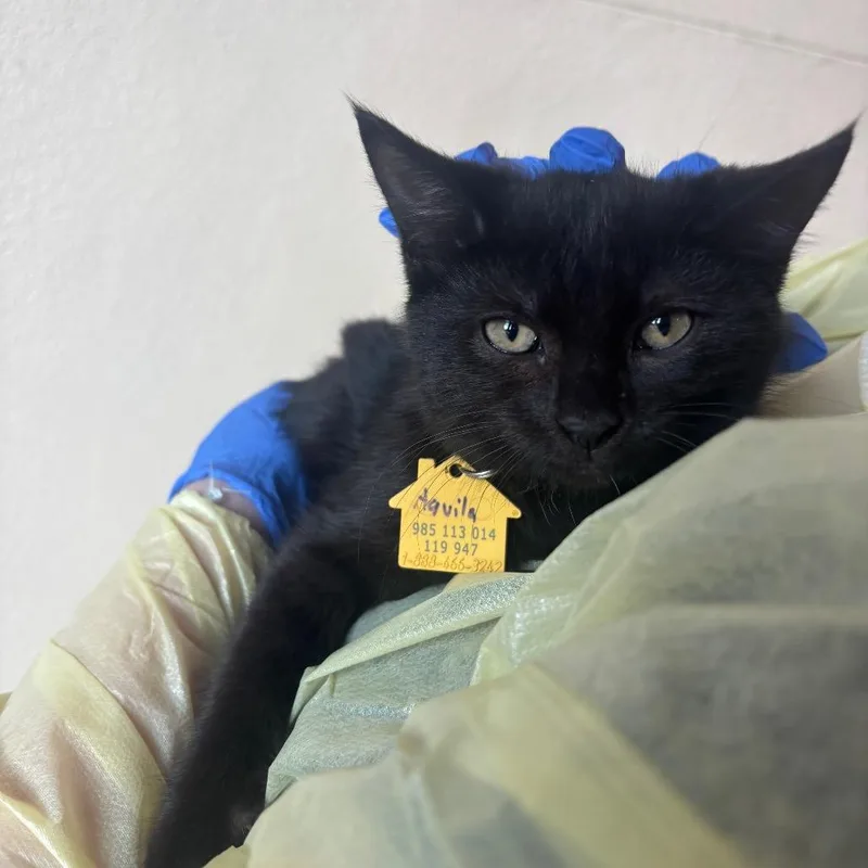A baby small-sized female Black Domestic Short Hair cat named Aquila for adoption in Springfield, MA