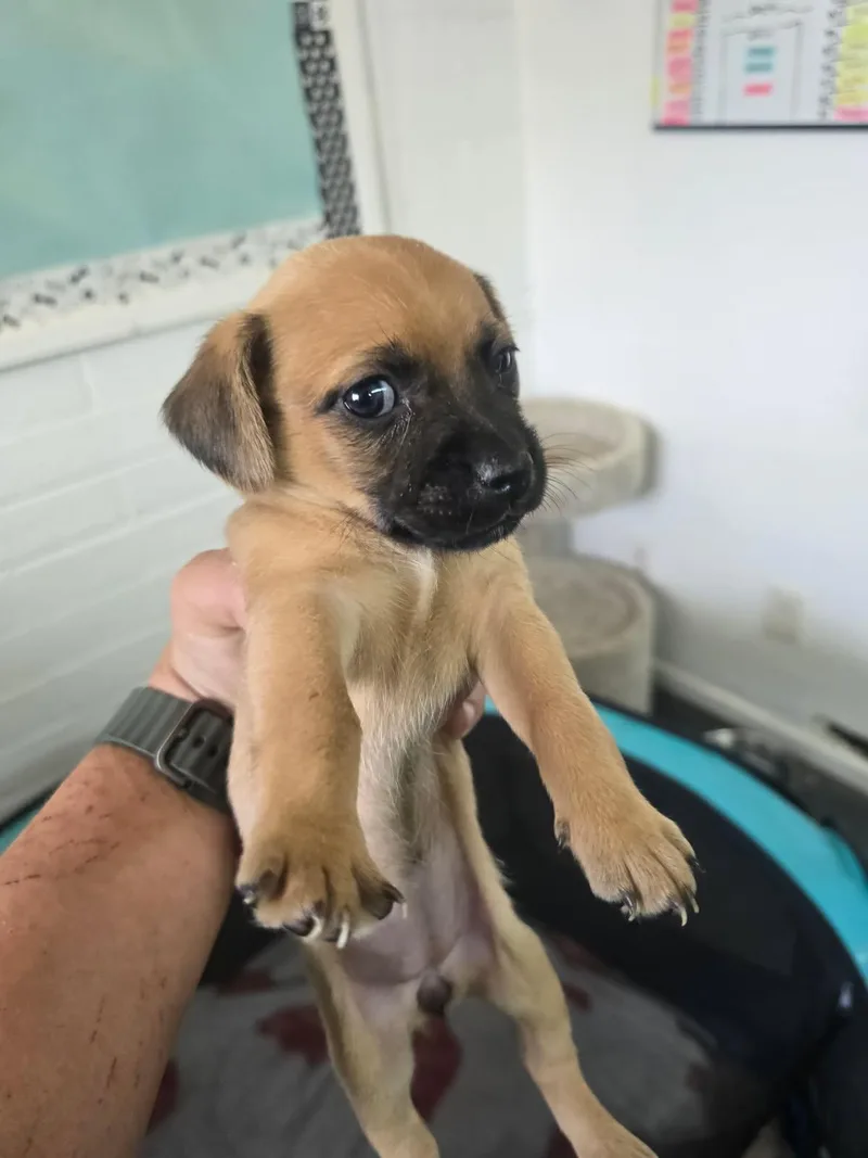 A baby small-sized female Apricot / Beige Rat Terrier dog named Chi Chi for adoption in Globe, AZ