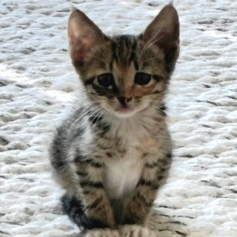 Molly