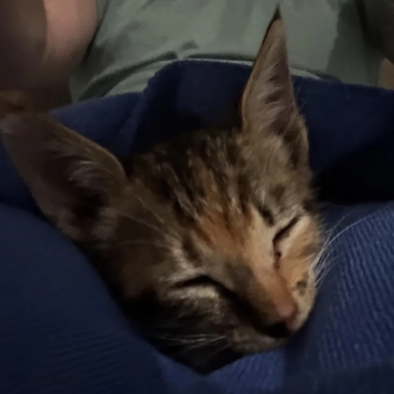 Molly thumbnail 2