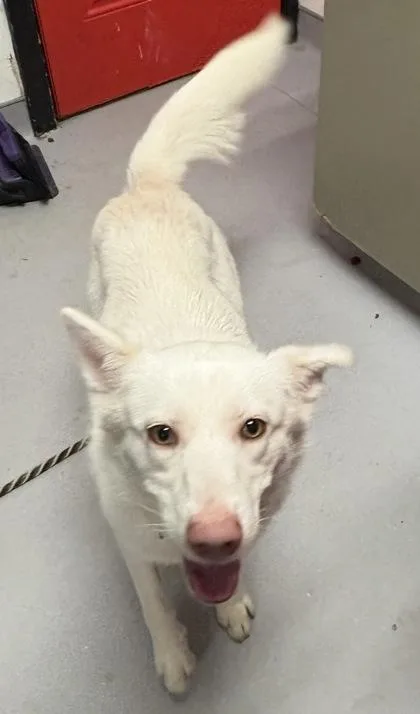 An adult medium-sized female Mixed Breed dog named Flo for adoption in West Chester, PA