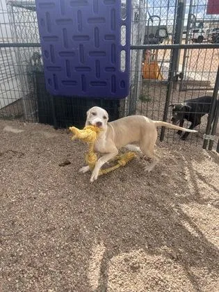A young large-sized female Mixed Breed dog named Flippy for adoption in Divide, CO