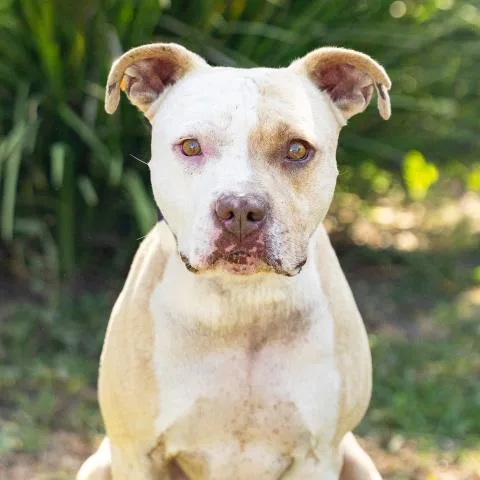 An adult large-sized male Pit Bull Terrier dog named Rufus for adoption in Camarillo, CA