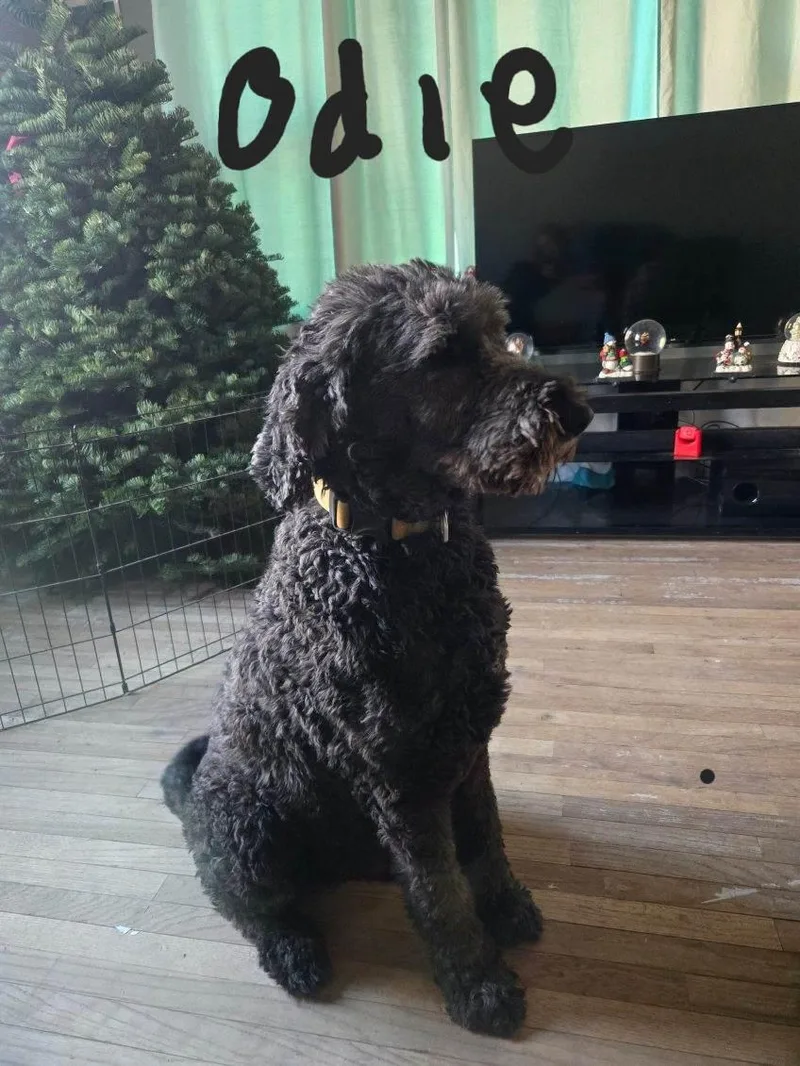 An adult large-sized male Black Poodle dog named Odie for adoption in Harrisville, UT