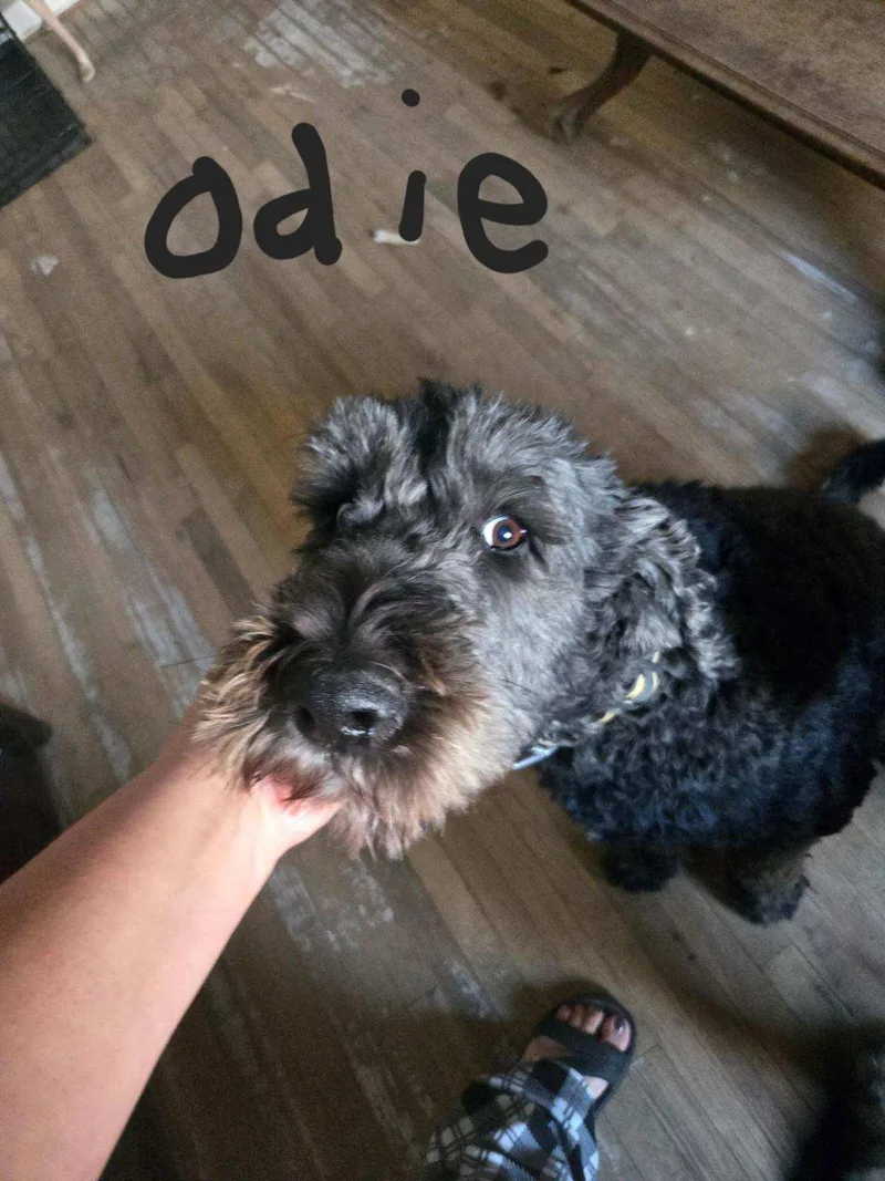Odie thumbnail 2