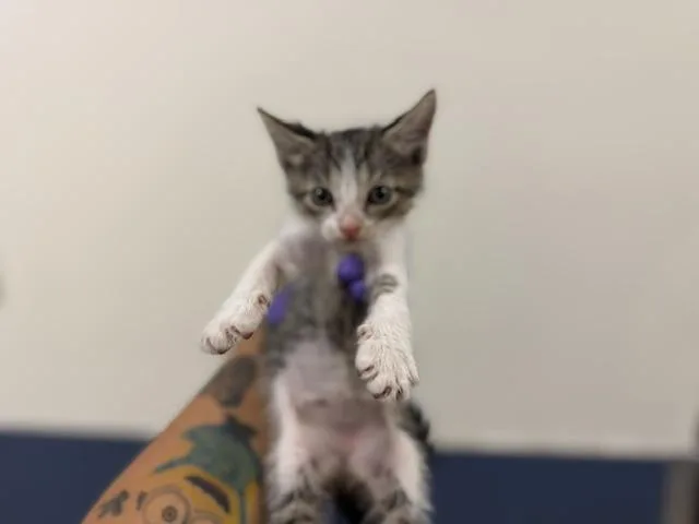 A baby small-sized female Domestic Short Hair cat named Carrot for adoption in Miami, FL