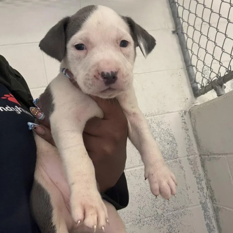 A baby small-sized male Gray / Blue / Silver Pit Bull Terrier dog named Marine for adoption in Indianapolis, IN