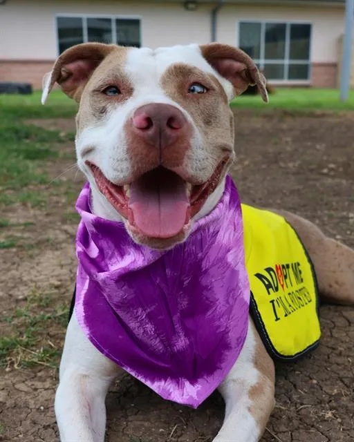 An adult large-sized female American Staffordshire Terrier dog named Pit for adoption in San Antonio, TX