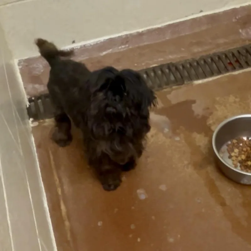 An adult small-sized female Black Shih Tzu dog named Fluffinator for adoption in Tyrone, GA