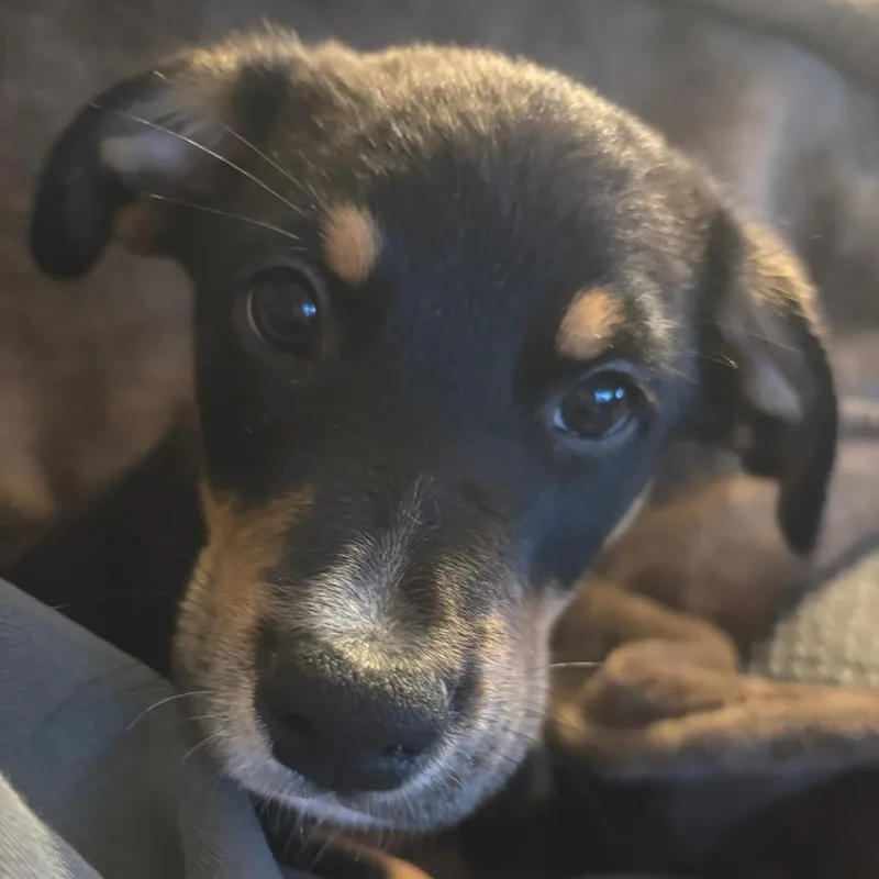 Jameson D thumbnail 4