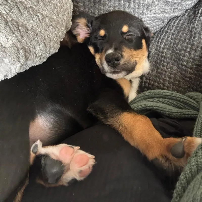 Jameson D thumbnail 5