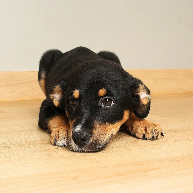 Jameson D thumbnail 6