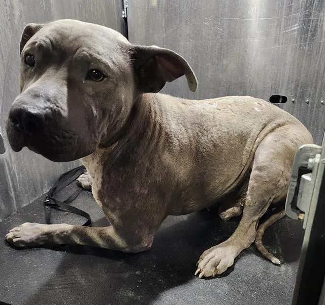 An adult medium-sized male American Staffordshire Terrier dog named Spootie for adoption in San Antonio, TX