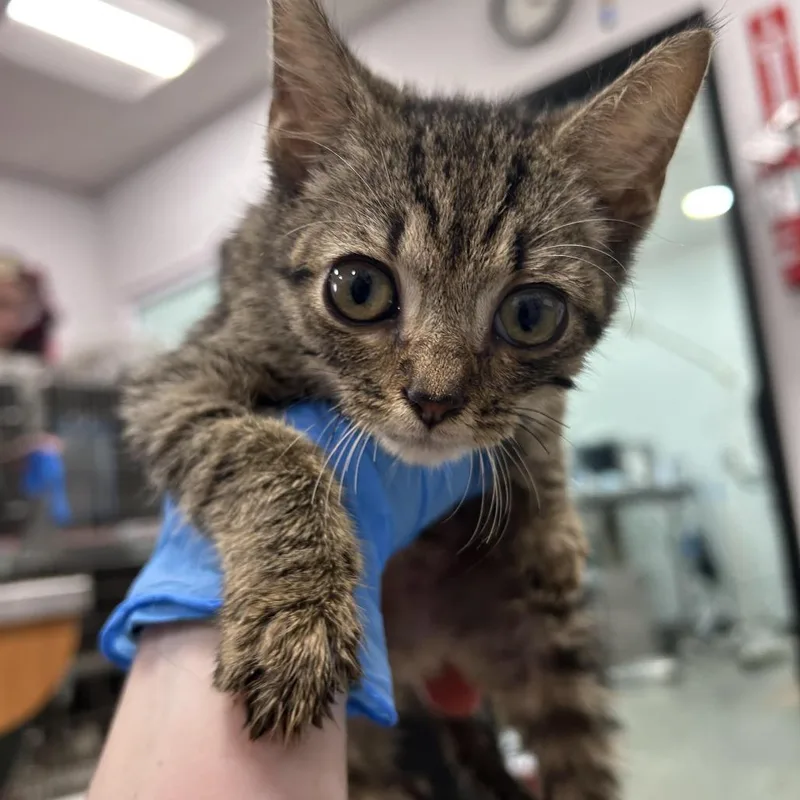 A baby small-sized female Gray / Blue / Silver Domestic Short Hair cat named Miss Rose for adoption in Newark, NJ
