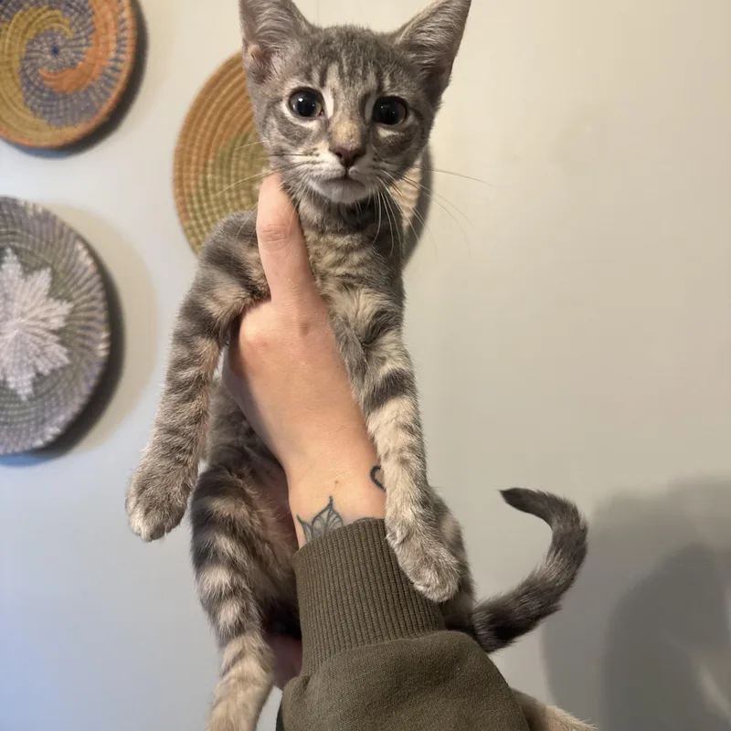 A baby medium-sized female Gray / Blue / Silver Domestic Short Hair cat named Matcha for adoption in Hamilton, NJ