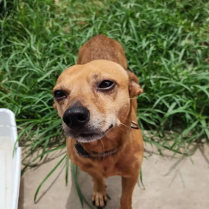 An adult small-sized male Brown / Chocolate Chihuahua dog named Gibson STRAY for adoption in Houston, TX