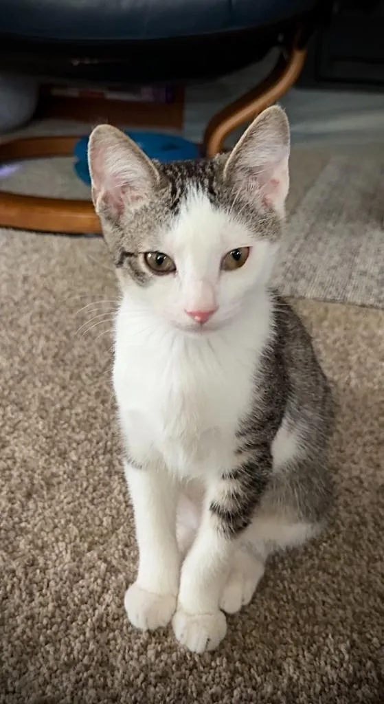 A baby medium-sized male Tabby cat named Winken for adoption in Palmer, AK