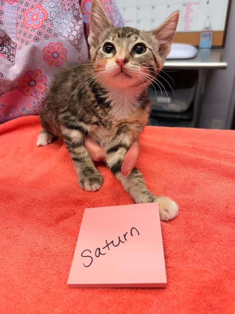 A baby small-sized female Brown / Chocolate Domestic Short Hair cat named Saturn for adoption in Vancouver, WA