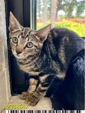 A baby small-sized male Domestic Short Hair cat named Meow for adoption in West Palm Beach, FL