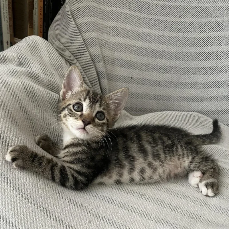 A baby small-sized female Brown / Chocolate Domestic Short Hair cat named Anya for adoption in Los Angeles, CA