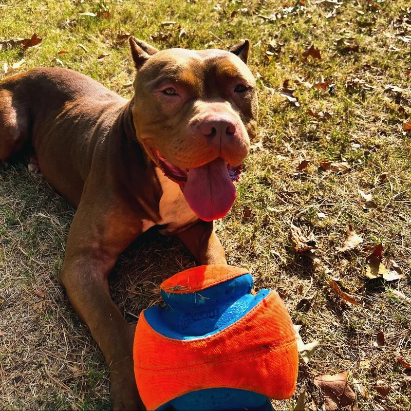 An adult large-sized male Pit Bull Terrier dog named Brutus for adoption in North Little Rock, AR