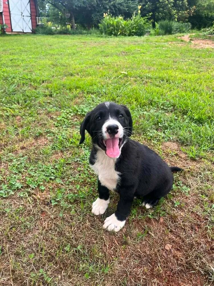 A baby large-sized male Tricolor (Brown, Black, & White) Mixed Breed dog named Buster for adoption in Acworth, GA