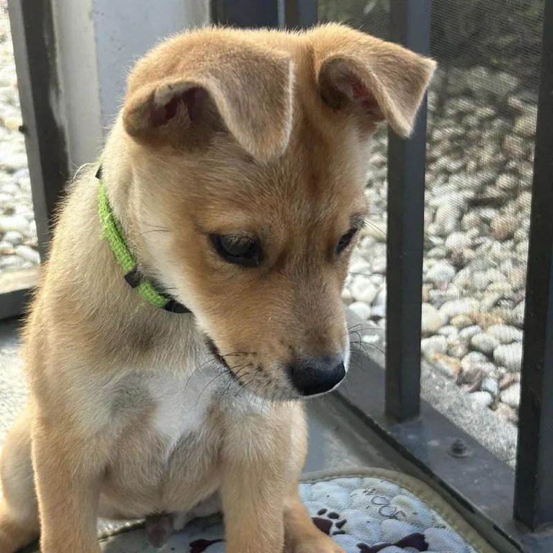 A baby small-sized male Golden Husky dog named Koa for adoption in Tampa, FL