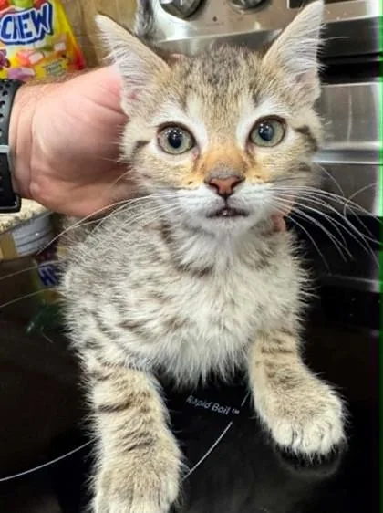 A baby small-sized male Gray / Blue / Silver Domestic Short Hair cat named Sir Nachington for adoption in Atlanta, GA
