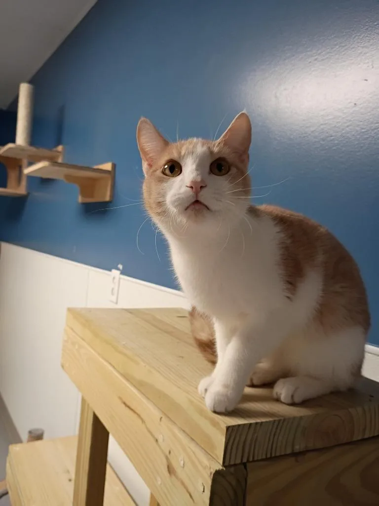 A young medium-sized female Domestic Short Hair cat named Porsha for adoption in Batesville, AR