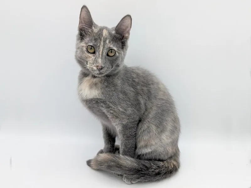 A baby small-sized female Dilute Tortoiseshell cat named Marie for adoption in Powell, OH