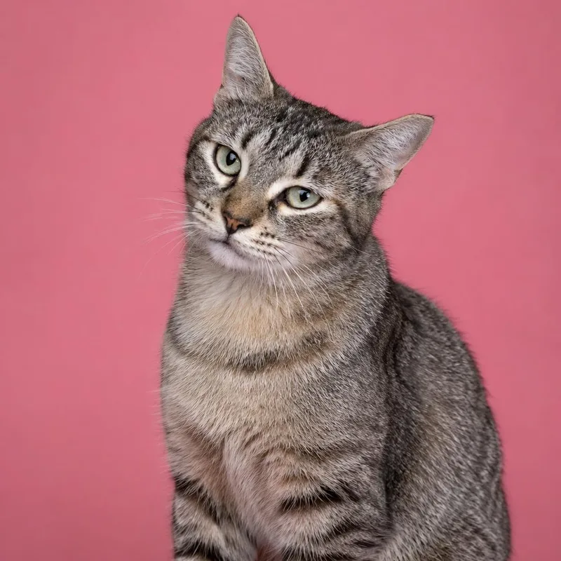 An adult medium-sized female Tortoiseshell Domestic Short Hair cat named Dominique for adoption in Houston, TX