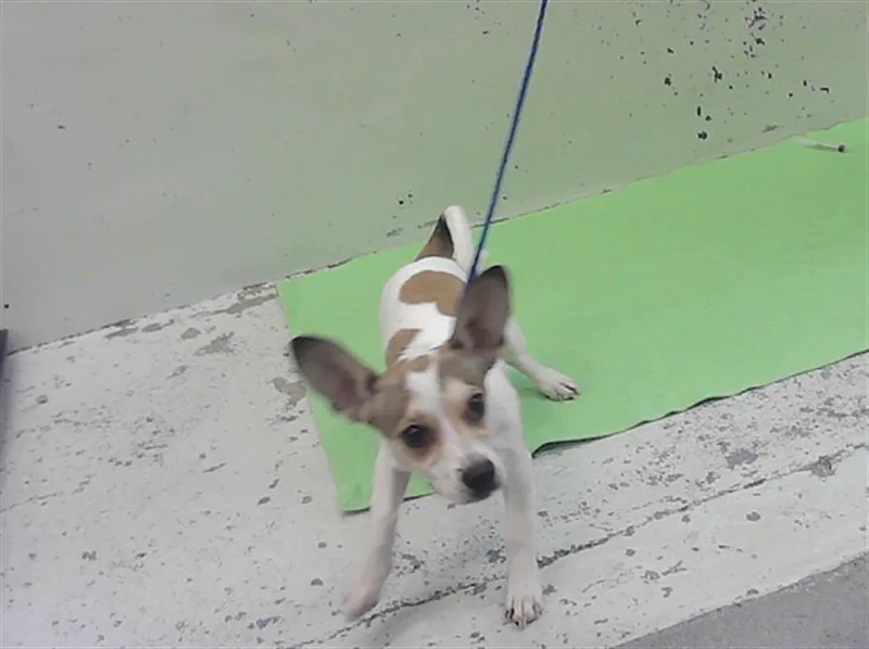A young small-sized male Chihuahua dog named Simba for adoption in Houston, TX