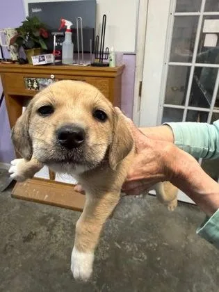 A baby small-sized male Mixed Breed dog named Jerry for adoption in West Chester, PA