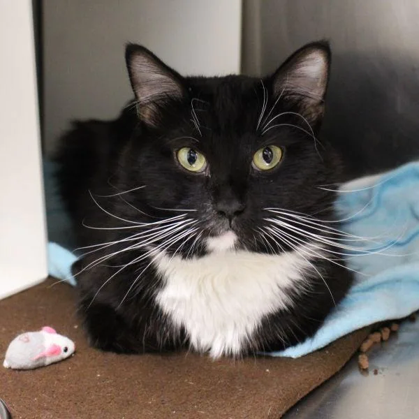 Thunder King thumbnail 2