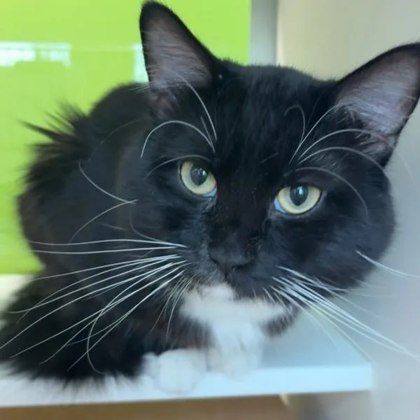 Thunder King thumbnail 3