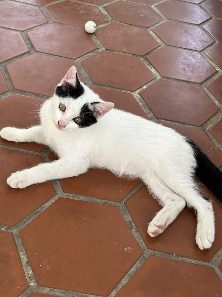 A baby small-sized female Black & White / Tuxedo Domestic Short Hair cat named Sabrina for adoption in Naranjito, PR