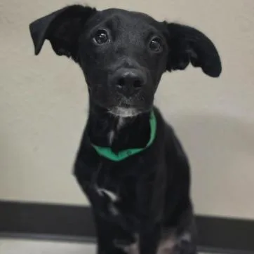 A young small-sized male Border Collie dog named Rowdy for adoption in Fort Collins, CO