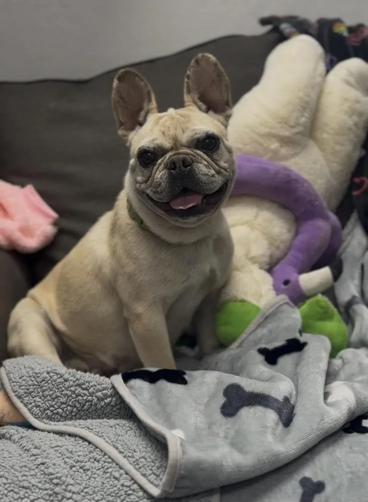 An adult small-sized female French Bulldog dog named Scarlet for adoption in ventura, CA