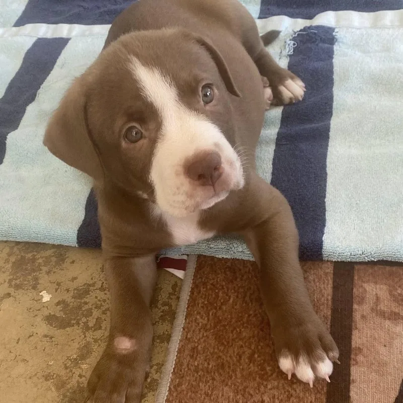 A baby medium-sized female Brown / Chocolate Mixed Breed dog named Ireland for adoption in Seminole, FL