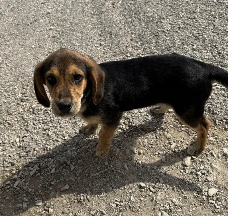 A baby small-sized male Brown / Chocolate Hound dog named Wallace for adoption in Evansville, IN