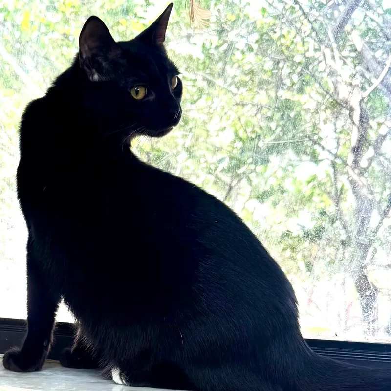 A young medium-sized female Black Domestic Short Hair cat named Drew for adoption in Lakeland, FL
