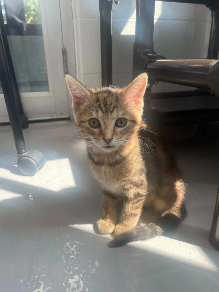 A baby medium-sized female Domestic Short Hair cat named Martha for adoption in Hamilton, OH