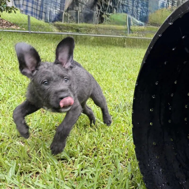 A baby medium-sized female Gray / Blue / Silver Terrier dog named Gussie for adoption in Homestead, FL