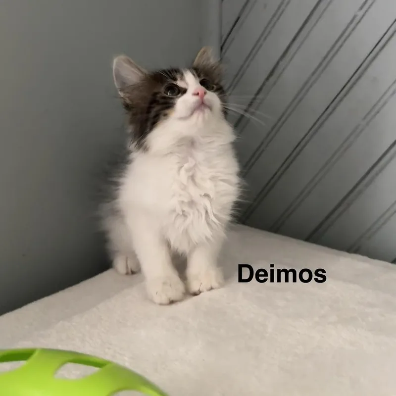 Deimos thumbnail 2
