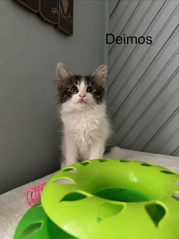 Deimos thumbnail 3